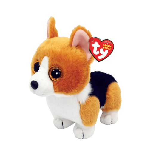 Colin the corgi